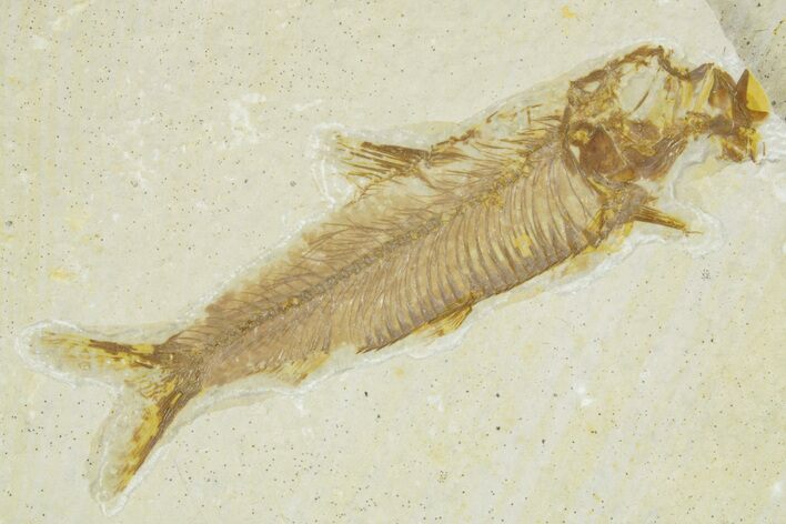 Detailed Fossil Fish (Knightia) - Wyoming #363888